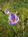 Crocus minimus close-up