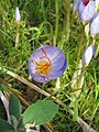 Crocus speciosus close-up