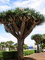 Ruscaceae : Dracaena draco, tiges succulentes.