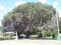 East Creek Park, Toowoomba, 25th Battalion (Australia) (Darling Downs) Memorial, Qld - Pinus pinea