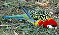 Eastern Rosella (at Hobart Domain)