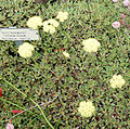 Eriogonum ursinum