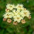 Eriogonum ursinum