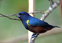 Chestnut-bellied euphonia