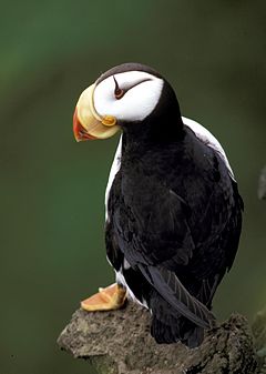 Oiseau vu de dos, présentant un plumage noir. On distingue ses pattes palmées, une corne noire au dessus de son œil ainsi que son bec large jaune au bout rouge.