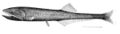 Image 29Many bristlemouth species, such as the "spark anglemouth" above, are also bathypelagic ambush predators that can swallow prey larger than themselves. They are among the most abundant of all vertebrate families. (from Pelagic fish)