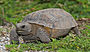 Gopher tortoise