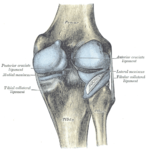 Cápsula da articulação do joelho direito (distendida). Visão posterior.