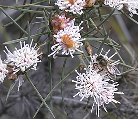 Цветущая H. gilbertii.