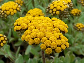 Helichrysum basalticum