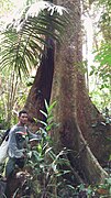 Trunk with buttresses