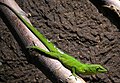 Jamaika-Anolis (Anolis garmani)