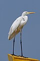 Grande Aigrette dans le Kadalundi Bird Sanctuary (en) au Kérala (Inde), décembre 2022.