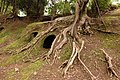 cave-tomb in unrestored state