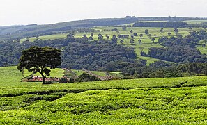 A Tea farm near Kericho, Kericho County.