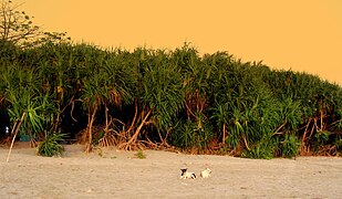 Keya Tree (Pandanus odorifer) of Saint Martin's Island