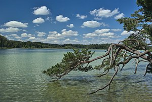 28. Platz: Mölchlein mit Kiefer am Größen Ostersee im FFH Osterseen