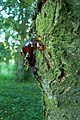 Plant sap rises from the bark of a cherry tree