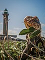 Iguane et phare de Terre-de-Bas