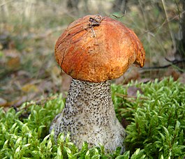 Leccinum versipelle