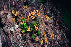 Lepanthes guatemalensis[англ.]