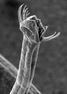 Eletromicrografia de Spadella cephaloptera