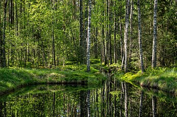 Parque Natural Mustoja é a maior área protegida da região de Põlva, Estônia. (definição 3 020 × 2 000)