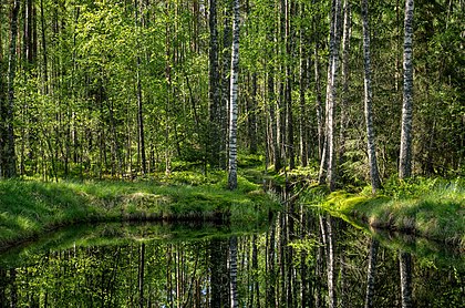 Parque Natural Mustoja é a maior área protegida da região de Põlva, Estônia. (definição 3 020 × 2 000)