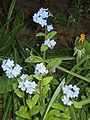 Myosotis sylvatica