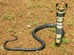 Cobra des forêts (Naja melanoleuca)