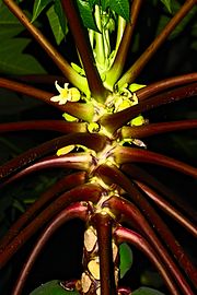 Coiled phyllotaxy of papaya leaves