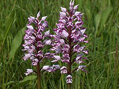 Orquidea guerrera