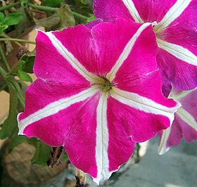 Flor de petúnia.