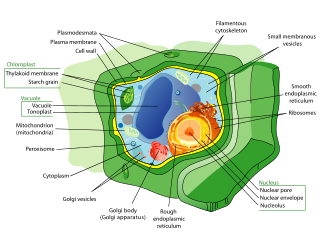 Plant cell structure