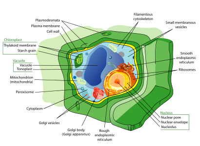 Plant cell structure, by Mariana Ruiz