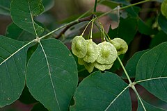 Ptelea trifoliata[англ.]