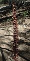 Pinedrops, Ortiz Mountains Educational Preserve