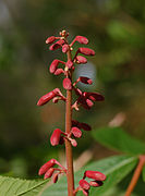A red flower stalk