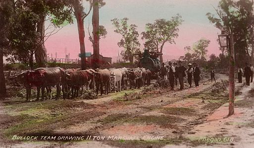 Bullock Team drawing II Ton Marshall Engine (Australia early 20th century)