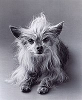 A Yorkshire Terrier in need of brushing