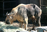 在聖地牙哥動物園的成年四川羚牛