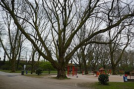 Platane am Spielplatz (Naturdenkmal)