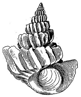 Ilustração da concha de Sthenorytis pernobilis (P. Fischer & Bernardi, 1857)[1], retirada da descrição de Dall (1889) na obra Reports on the results of dredgings, under the supervision of Alexander Agassiz, in the Gulf of Mexico (1877-78) and in the Caribbean Sea (1879-80), by the U. S. Coast Survey Steamer 'Blake'.