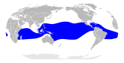 Aire de répartition du Fou à pieds rouges