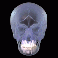 3D animation showing placement of teeth in human skull