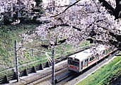 石川台駅 - 洗足池駅間の切り通し区間には多くの桜が植樹されていた（1997年）