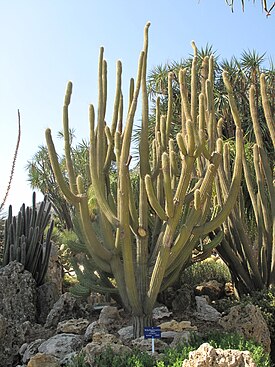 Weberbauerocereus longicomus в ботаническом саду Экзотический сад (Jardin exotique de Monaco)[фр.], Монако