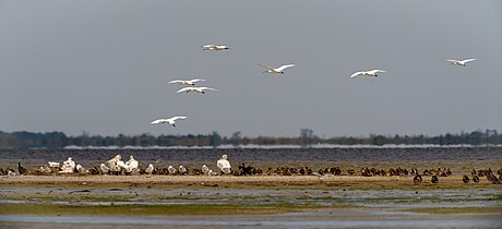 Косарі.