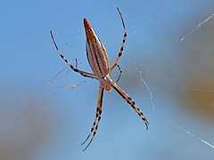 Argiope protensa dorsal view