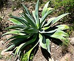 Agave wercklei